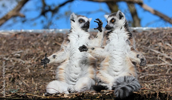 Obraz Duo de lémuriens