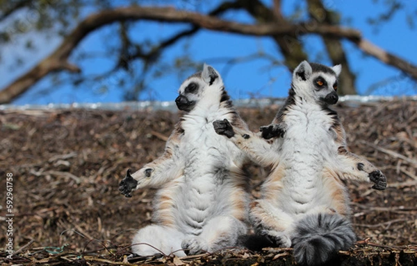 Obraz Les lémuriens