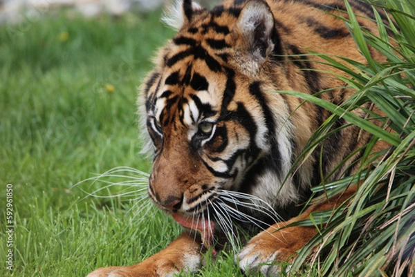 Obraz Le tigre de Sumatra