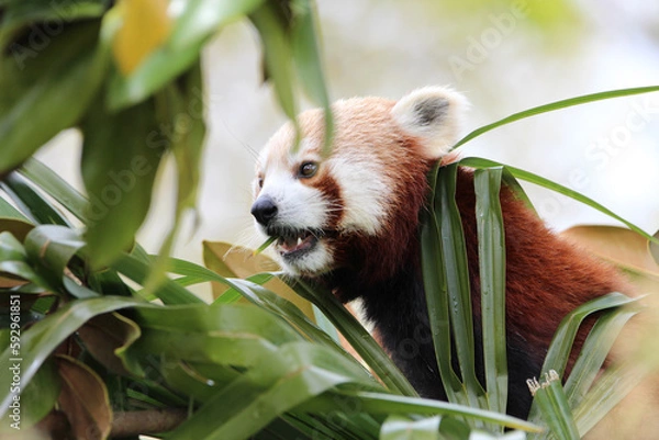 Obraz Le déjeuner du panda roux_2