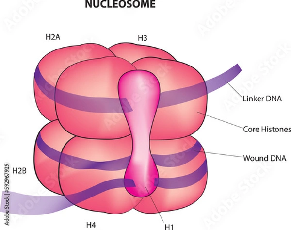 Obraz nucleosome structure