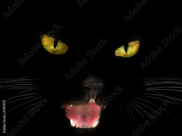 Fototapeta black cat