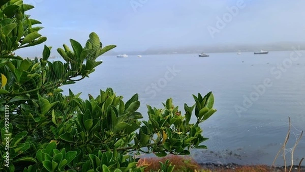 Obraz tree on the water