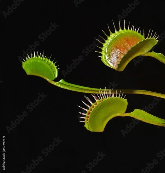 Obraz liście pułapek muchowych Venus na czarnym tle