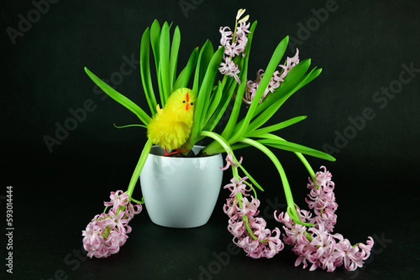 Obraz The beautiful pink hyacinth with an Easter chick in the white pot.Focused on the chick.