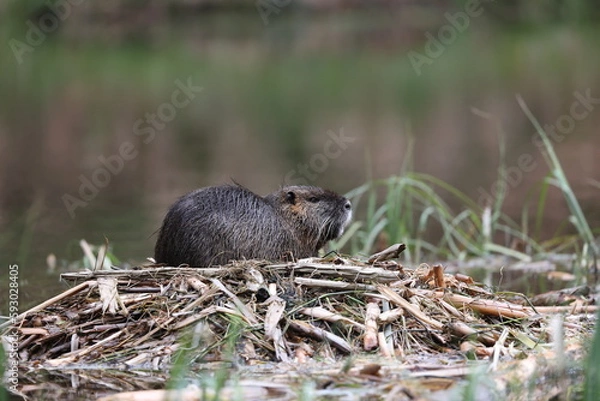 Obraz nutria in its natural habitat in a marshland