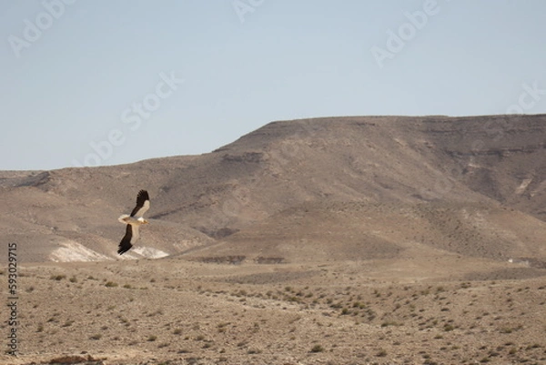Obraz A bird in the desert