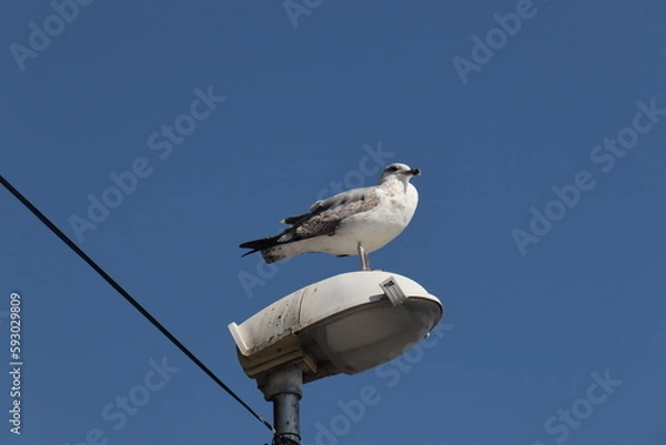 Obraz seagull on a post