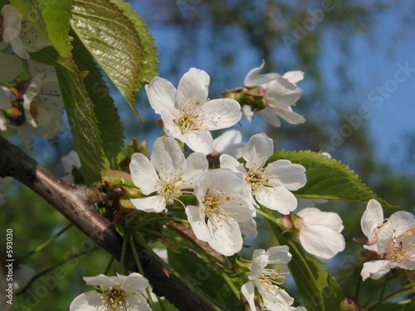 Fototapeta cerisier en fleurs