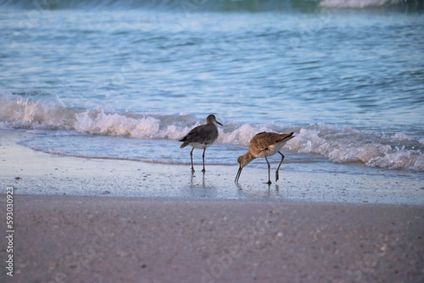 Obraz Two sandpipers on the beach