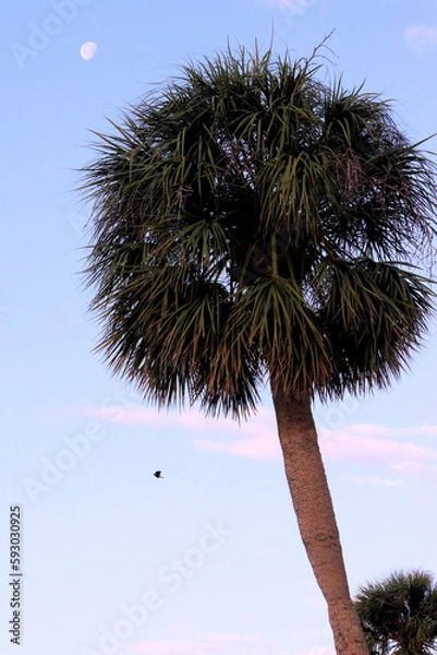 Obraz palm tree and moon