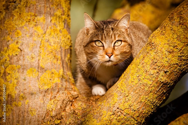 Obraz Gatto sull'albero
