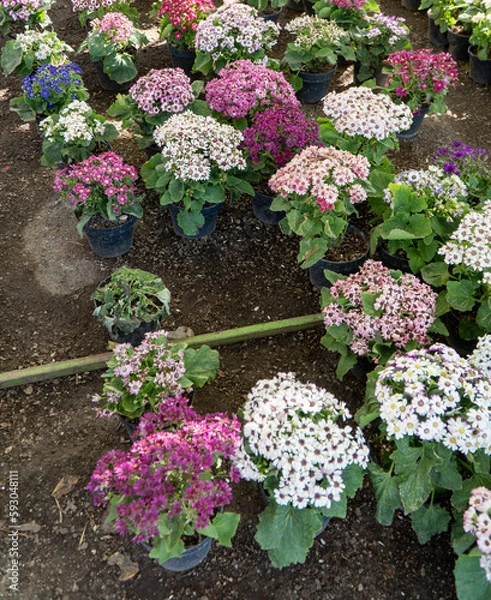 Obraz Pots with different ornamental flowers