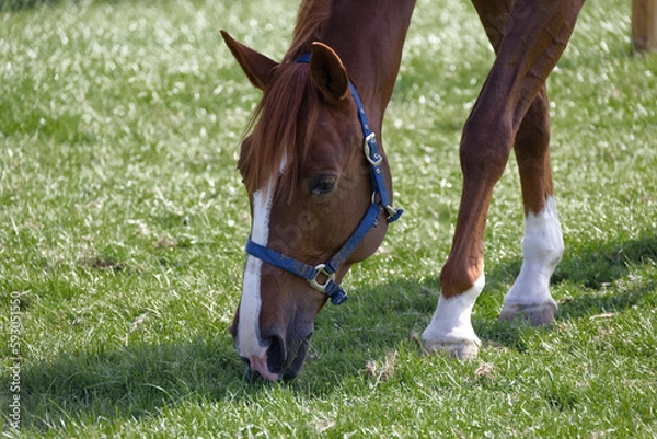 Fototapeta muscular brown red horse head with blue bridle photographed sideways front left eating grass on green spring meadow. Day without people 8k resolution.