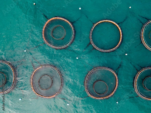 Obraz Salmon fish farm aquaculture. Aerial drone view of fish farm cages off the Antrim coast in Northern Ireland