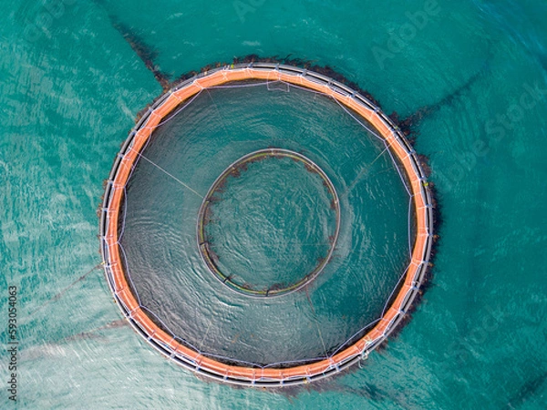 Obraz Salmon fish farm aquaculture. Aerial drone view of fish farm cages off the Antrim coast in Northern Ireland