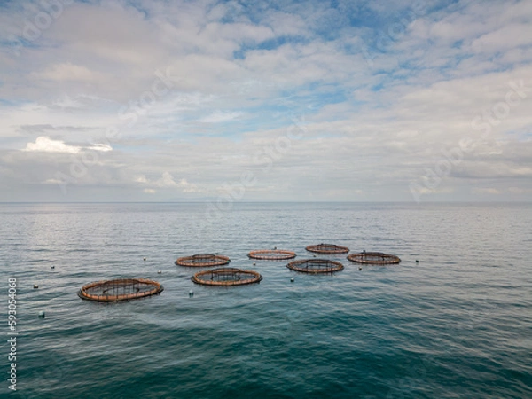 Obraz Salmon fish farm aquaculture. Aerial drone view of fish farm cages off the Antrim coast in Northern Ireland
