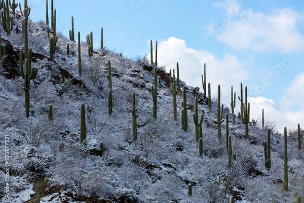 Fototapeta Beautiful snow covered saguaro cacti in Pima Canyon during a rare snow storm in the Sonoran Desert. Beautiful winter scenery in the American Southwest. Tucson, Arizona, USA. March 2nd of 2023.