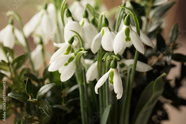 Fototapeta White snowdrops close up.