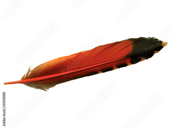 Fototapeta Orange colored feather of a flicker bird