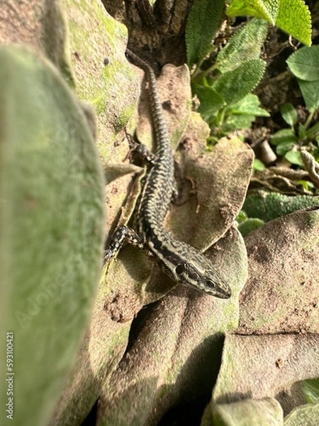 Fototapeta A lizard sits on a plant and sunbathes