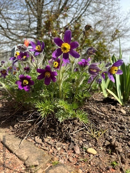 Obraz The arctic violet