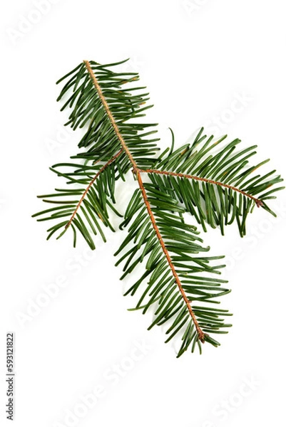 Obraz Pacific Yew branch