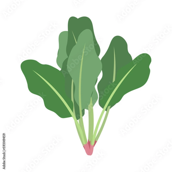 Obraz ホウレンソウ。フラットなベクターイラスト。
Spinach. Flat designed vector illustration.
