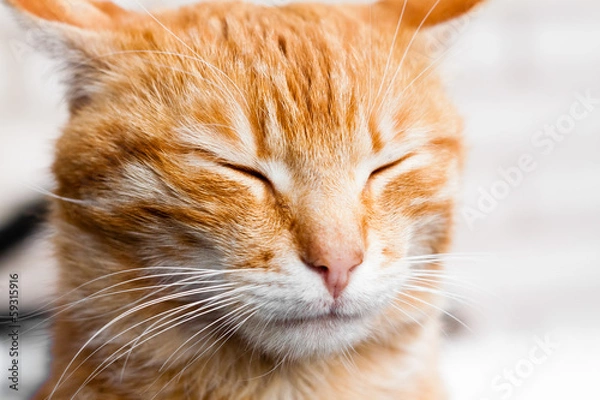 Obraz Red cat sleeping