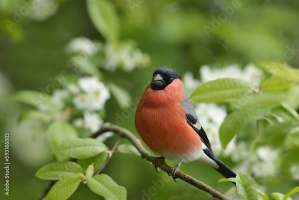 Fototapeta A beautiful buillfinch male  is sitting in the flowering bush.  A red finch sitting on the branch. Pyrrhula pyrrhula
