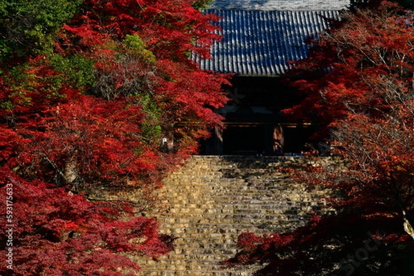 Obraz 神護寺の紅葉