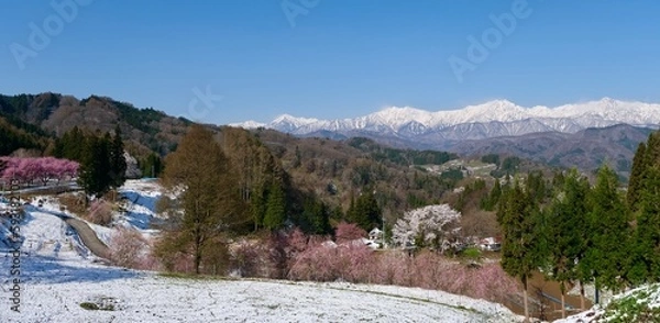 Fototapeta 【長野】番所の桜