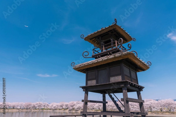 Obraz 唐古・鍵遺跡史跡公園　楼閣と桜並木