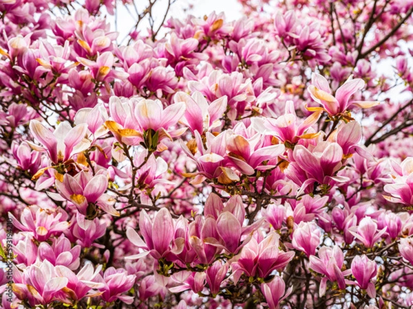 Fototapeta magnolia tree in bloom