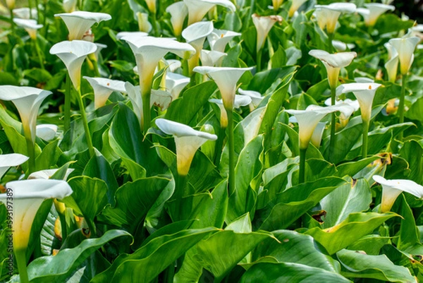 Fototapeta close up, spring, calla lily park, white calla lily, calla lily, flowers