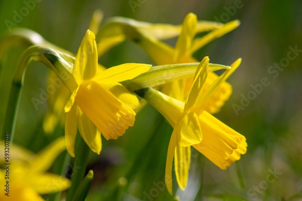 Obraz  yellow daffodils - narcissus flowers