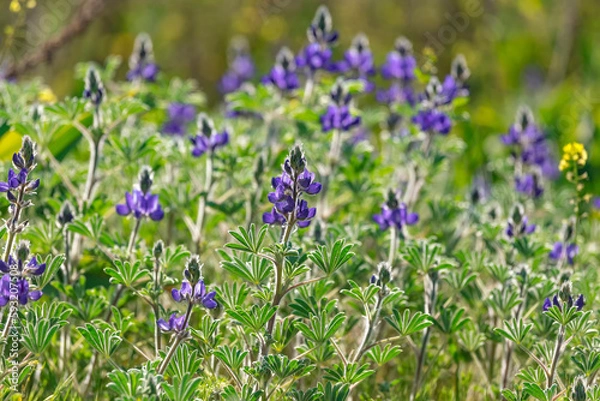 Fototapeta Blooming wild blue lupins Lupinus pilosus on bright sunny spring day on The Golan Heights in Israel. Spring in Israel. Species of flowering plant from the family Fabaceae which is endemic to Israel.