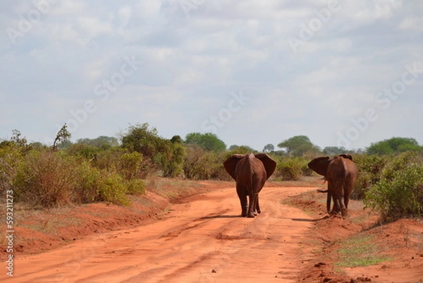 Obraz cute elephant couple