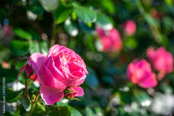 Fototapeta バラの花　屋外撮影
