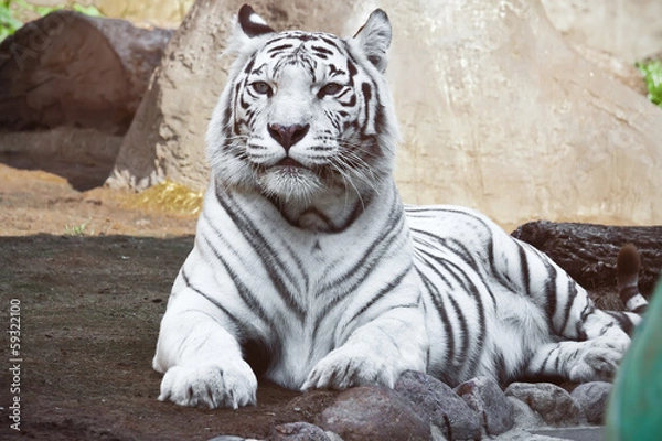 Obraz White Tiger