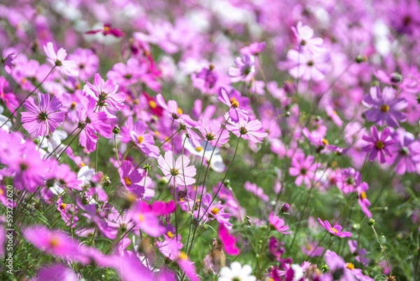Fototapeta コスモスの花　秋のイメージ