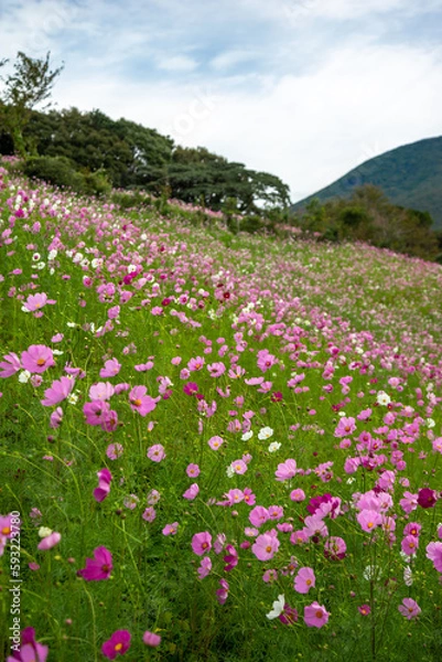 Fototapeta コスモス畑　秋のイメージ