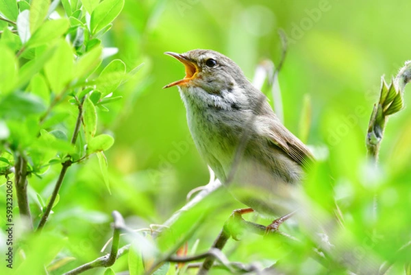 Obraz 公園や雑木林で美しいさえずりで歌う身近なかわいい野鳥ウグイス