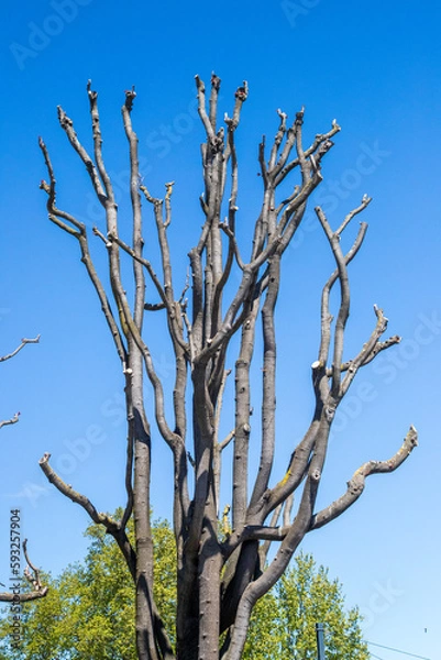 Fototapeta Arbre mort et ciel bleu.