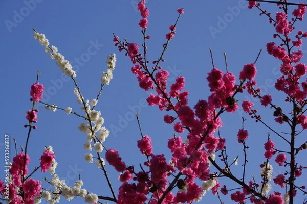 Fototapeta 紅白の八重桜 K3CP8547