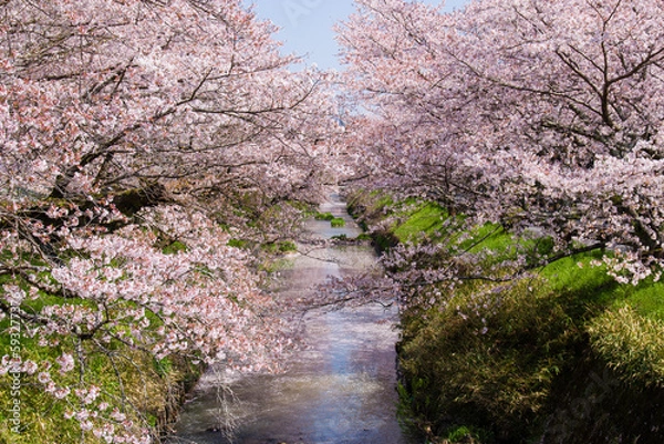 Obraz 丹波市黒井川の桜堤