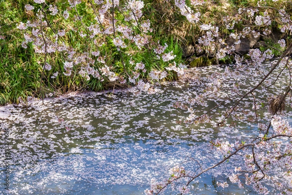 Obraz 丹波市黒井川の桜堤