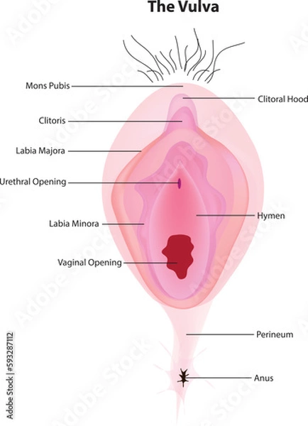 Obraz the vulva