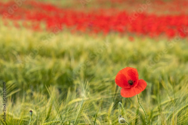 Obraz Campo de amapolas rojas