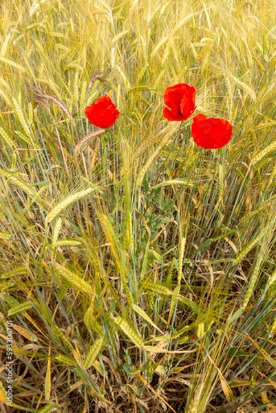 Obraz Campo de amapolas rojas